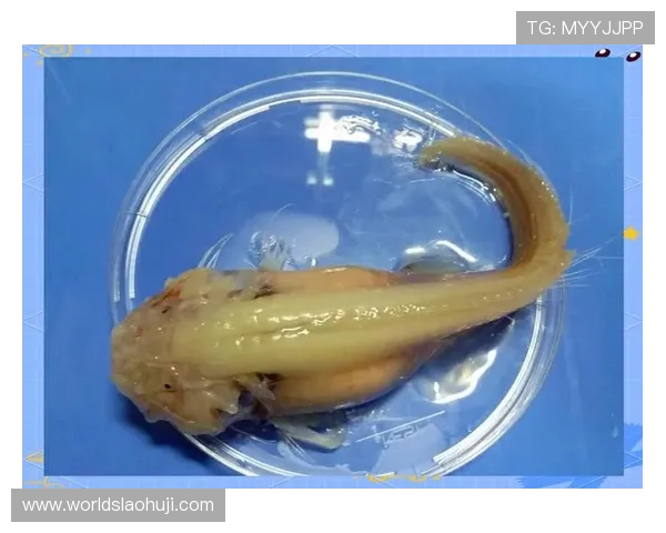 深海动物的适应之谜：它们如何在极端环境中生存繁衍